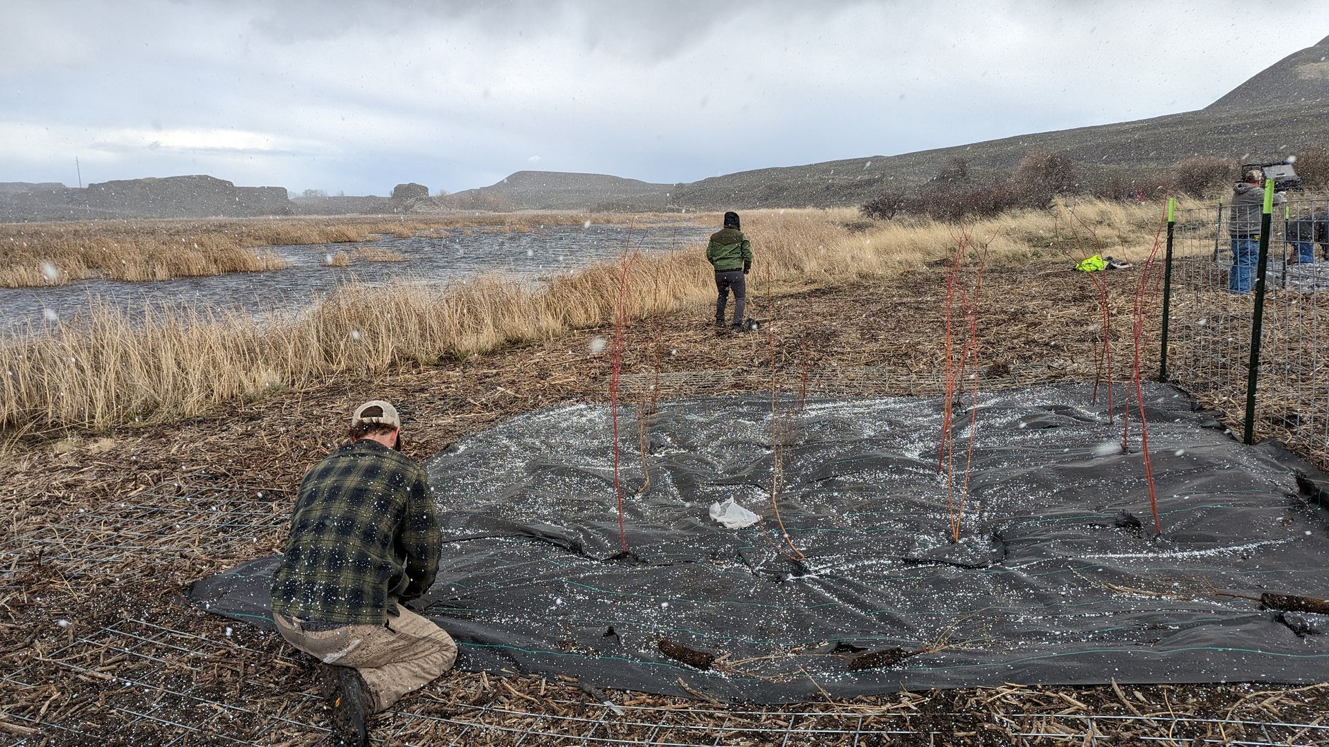 Flying Bird — Tacoma, WA — Pheasants Forever