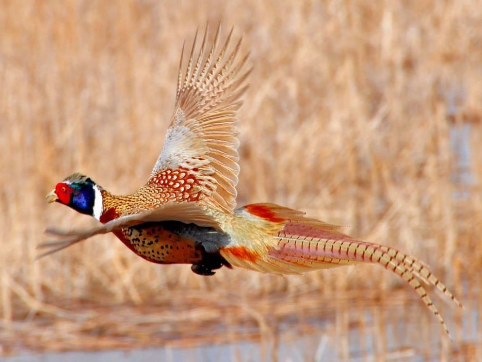 Flying Bird — Tacoma, WA — Pheasants Forever