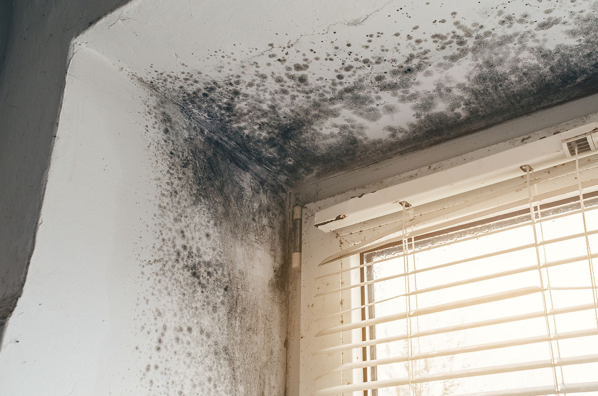 Black mold growth on walls and ceiling near window with blinds - Mould Remediation In Palmerston