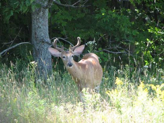 Deer in the Galloway Forest Park, south west Scotland