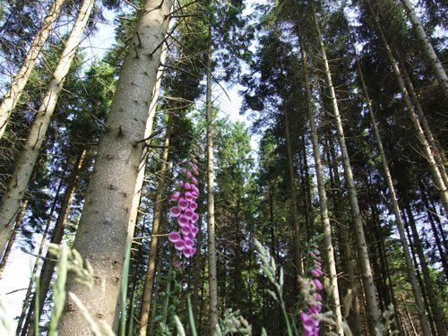 The Galloway Forest Park, south west Scotland