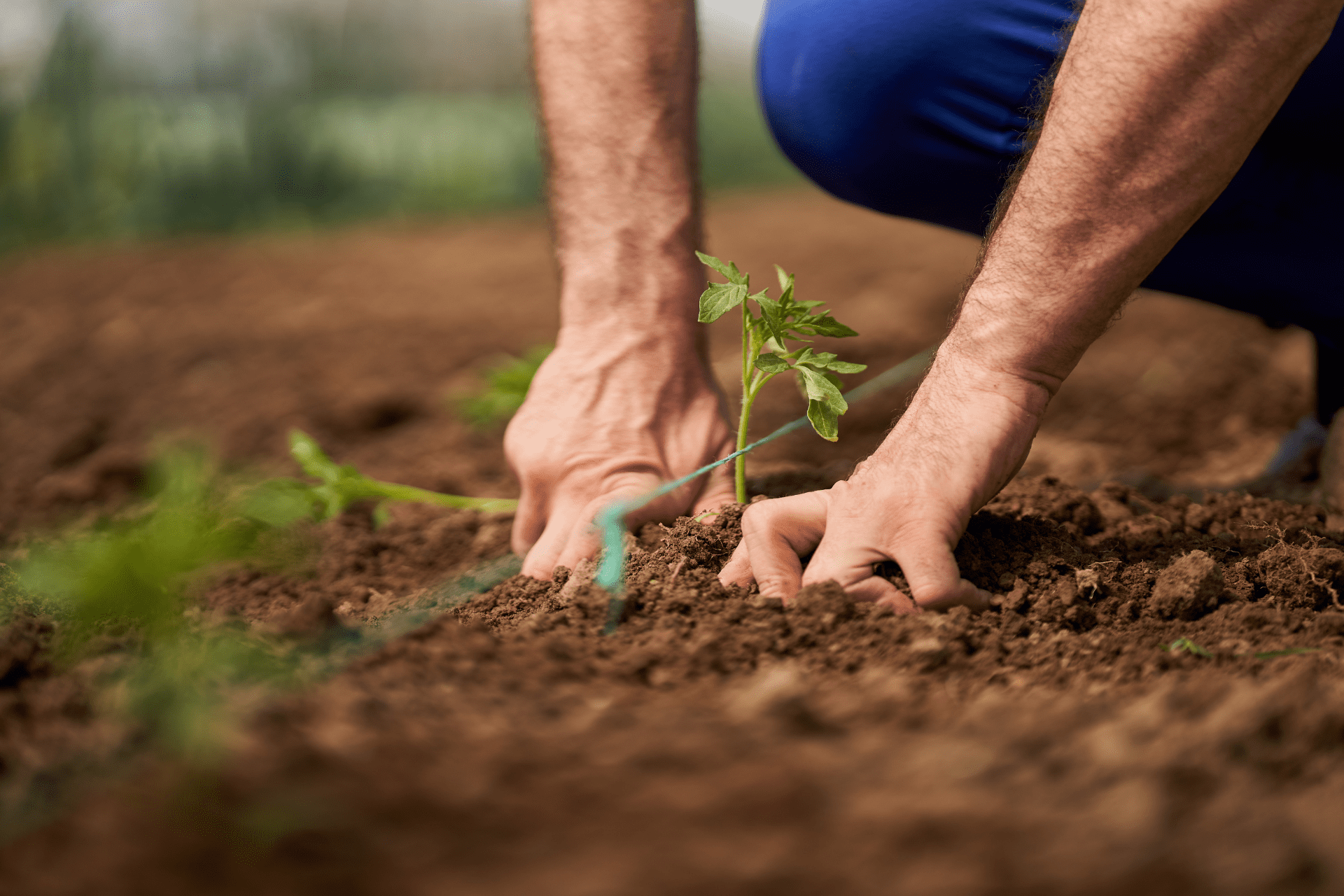 A resident in Boise planting somes tomatoes in Spring to harvest in the upcoming Summer