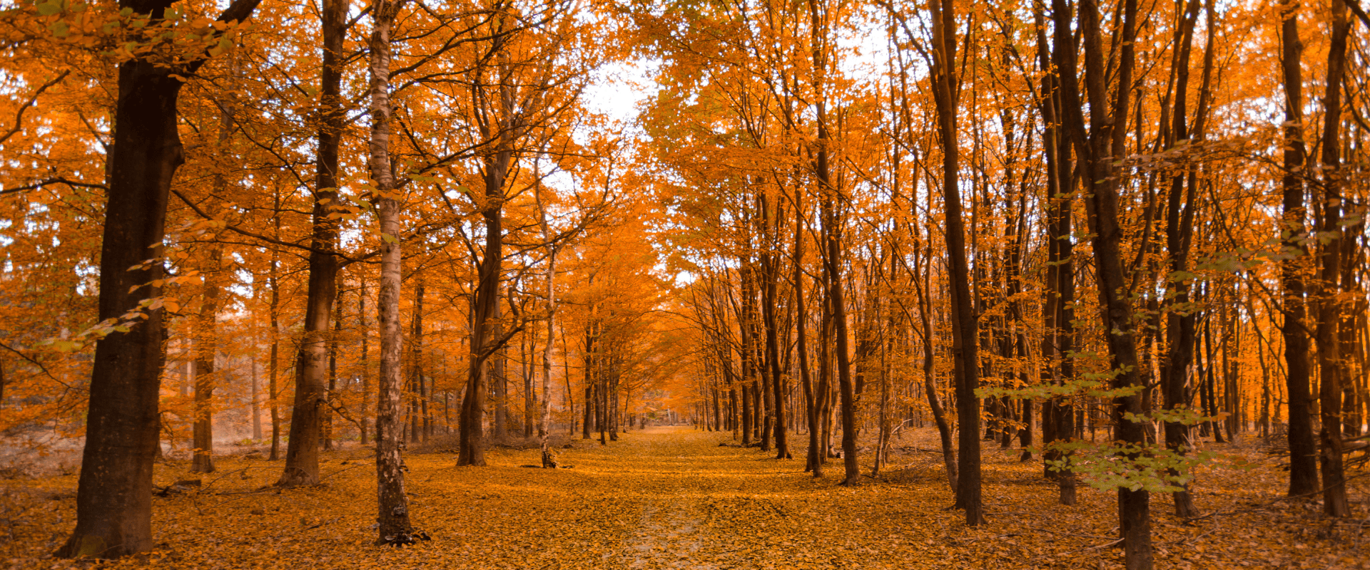 A forest during fall with all the leaves turned orange and fallen all over the road going through it