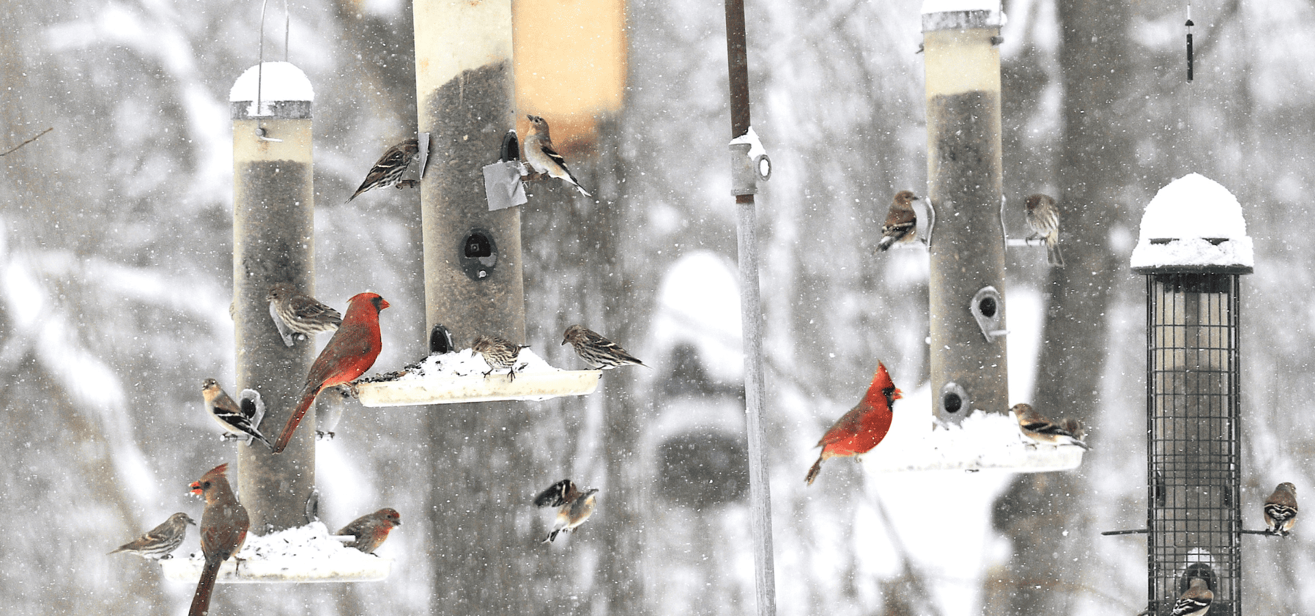 Bird feeders in winter with plenty of birds flocking to them