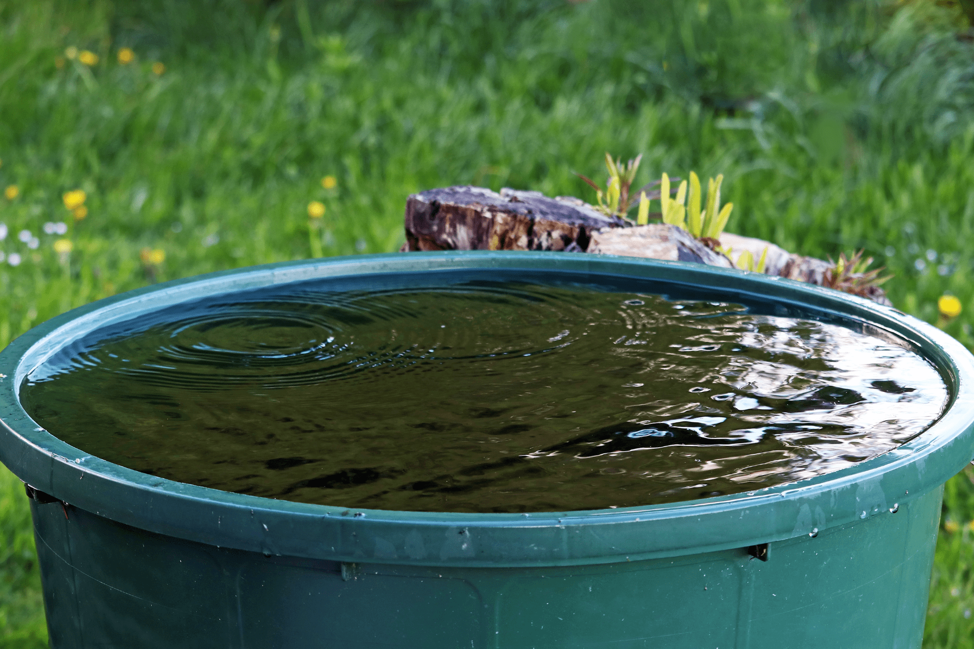 Using a bucket to collect rainwater for watering plants to lessen the utility bills