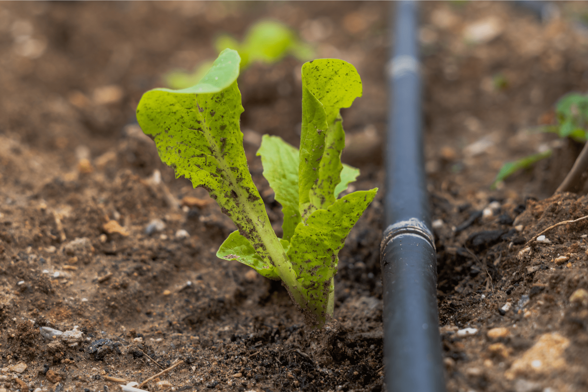 A drip irrigation system beside a young plan, installed by Boise Landscaping Company in a garden