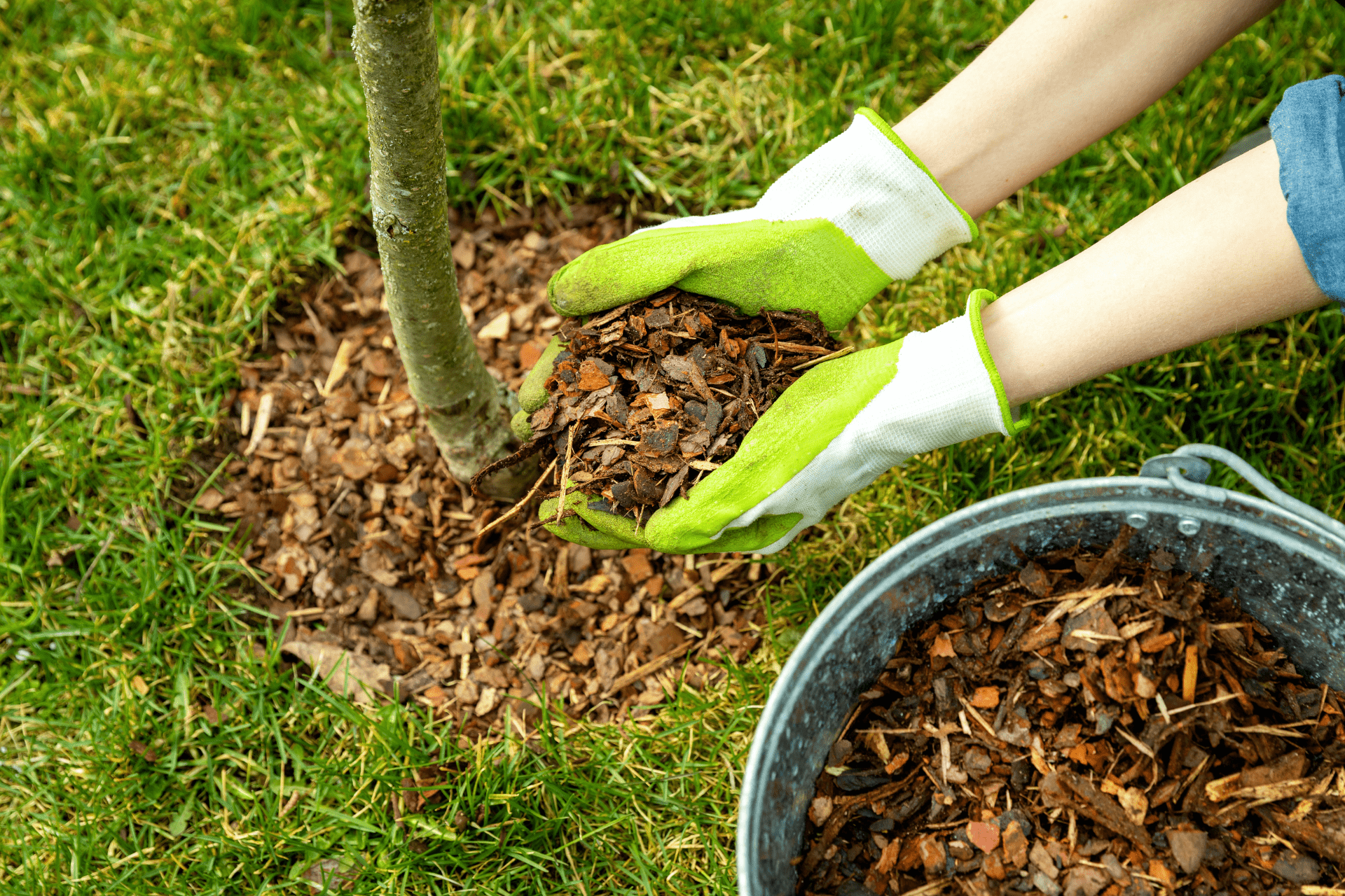 Covering the soil around a tree with pine bark mulch