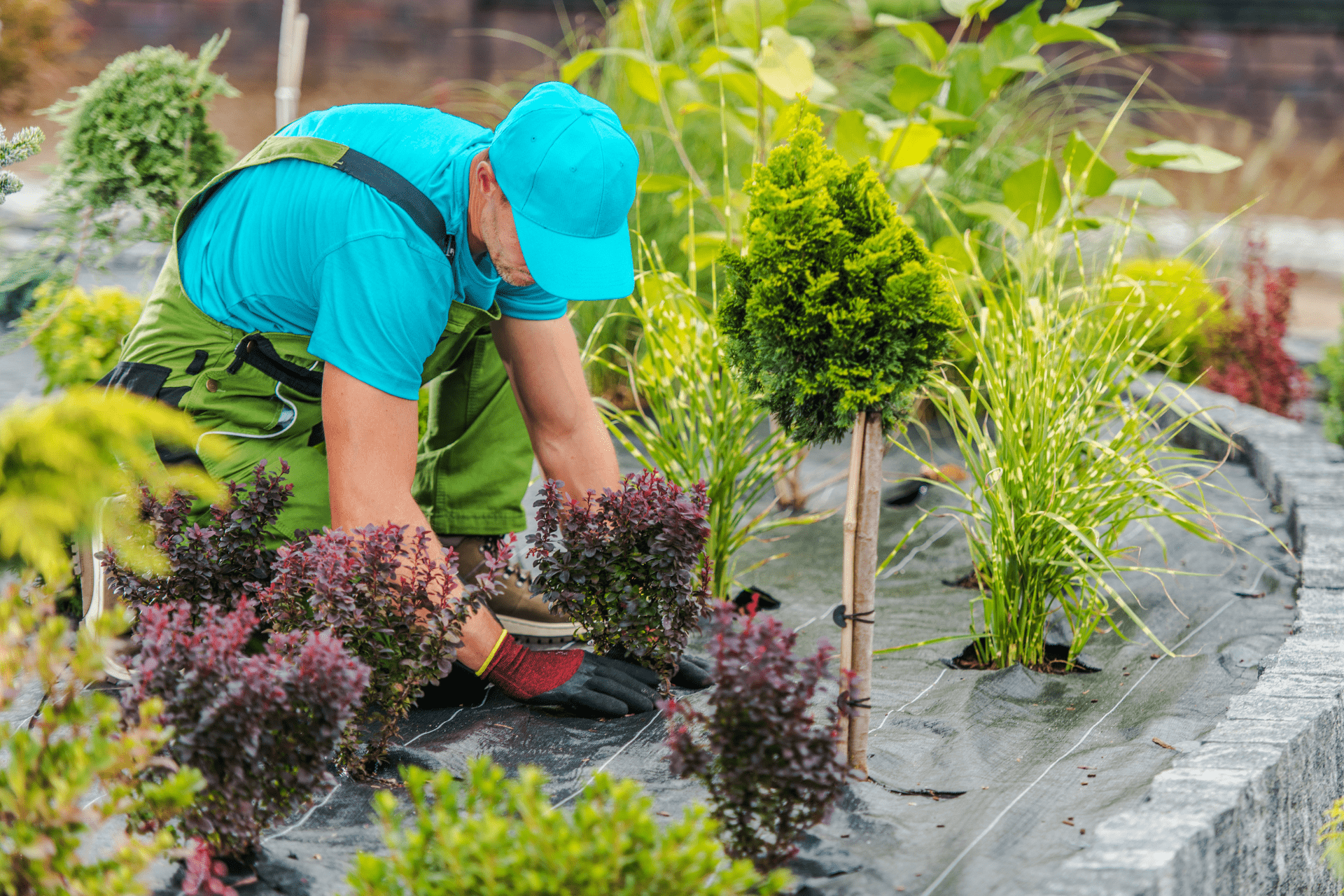 Professional landscaper from Boise Landscaping Company maintaining decorative plants during one of his regular visits