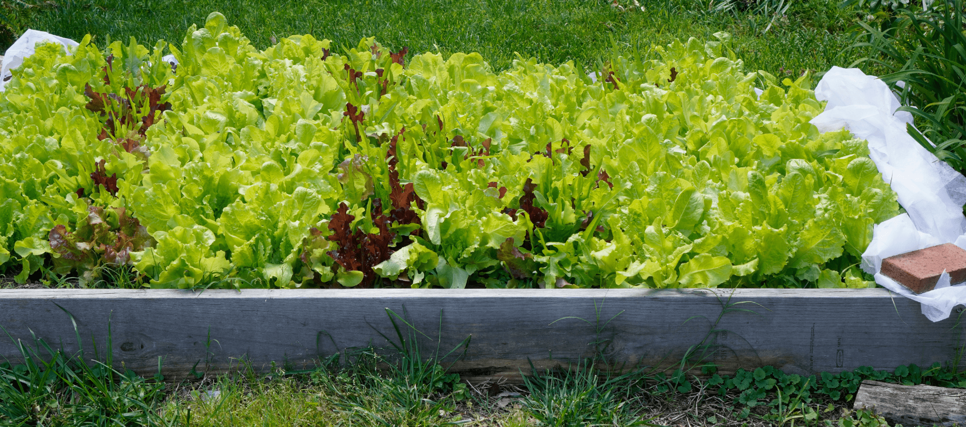 A raised garden bed filled with lettuce ready for harvest