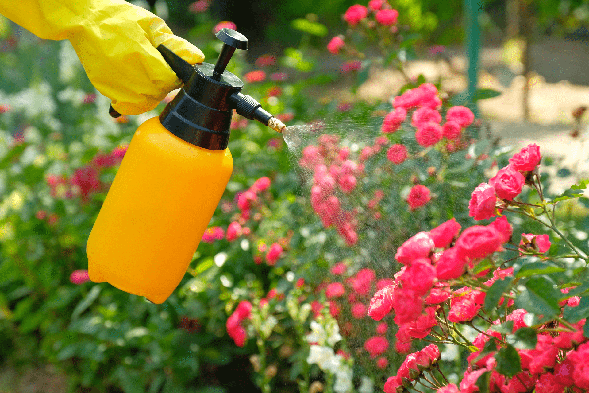 A landscaper from Boise Landscaping Company spraying pesticides onto flowers in a garden, using a garden spray bottle