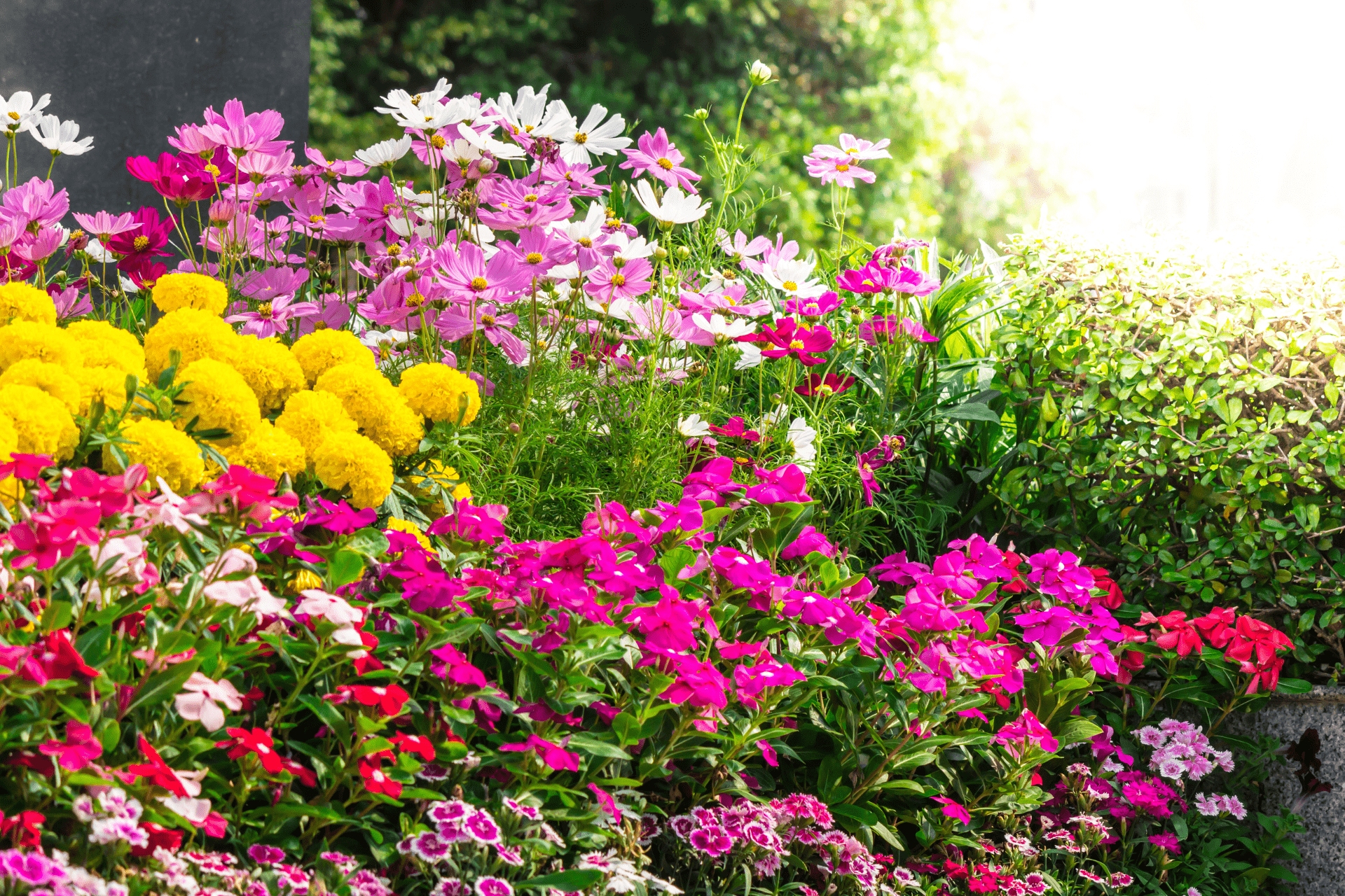 A myriad of different-colored beautiful flowers blooming in a garden in Boise landscaped by Boise Landscaping Company
