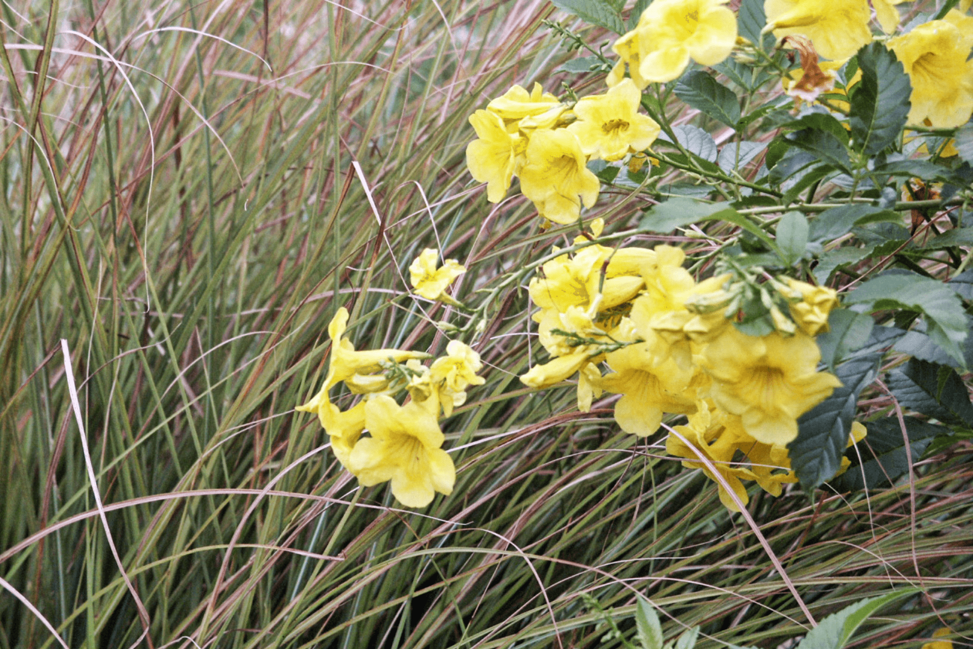 Yellowbells native to Boise in a landscaped garden