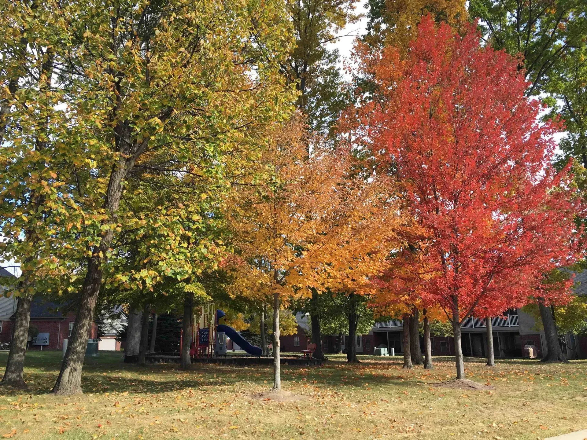 Fall trees photo