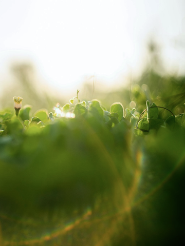 Close-up van levendige groene planten met een zachte, wazige achtergrond en fel zonlicht, representatief van InnerGuide Co-creatie