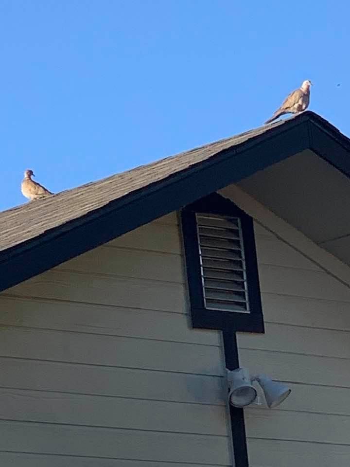 Two doves perched on a roof against a blue sky.