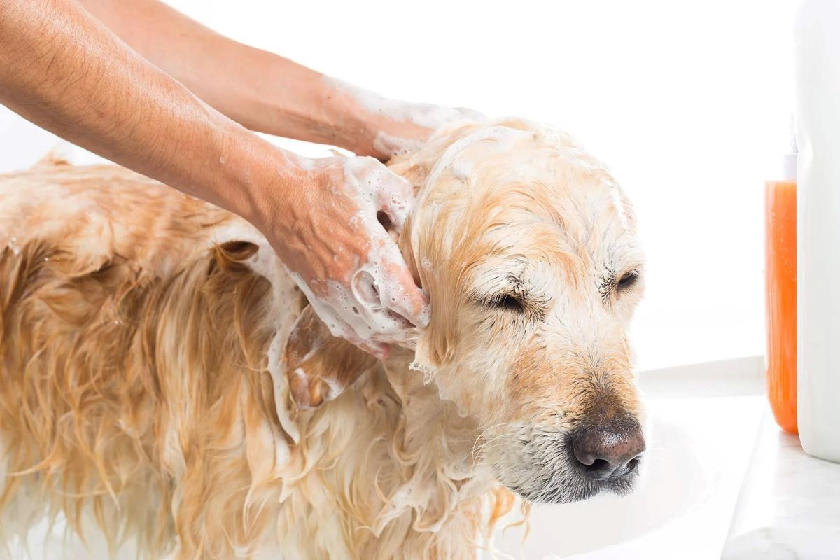 Person washes a golden retriever dog with suds in a white setting. Dog's eyes closed.— Whitsunday Wash In Bowen, QLD