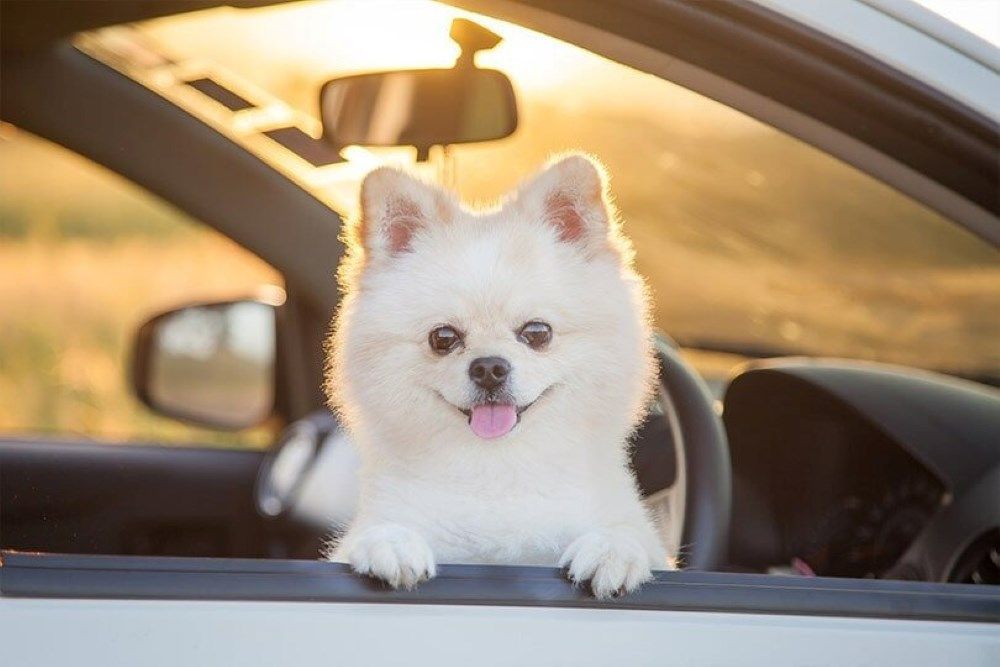 A Small White Dog Is Sticking Its Head out Of the Window of A Car — Whitsunday Wash In Bowen, QLD