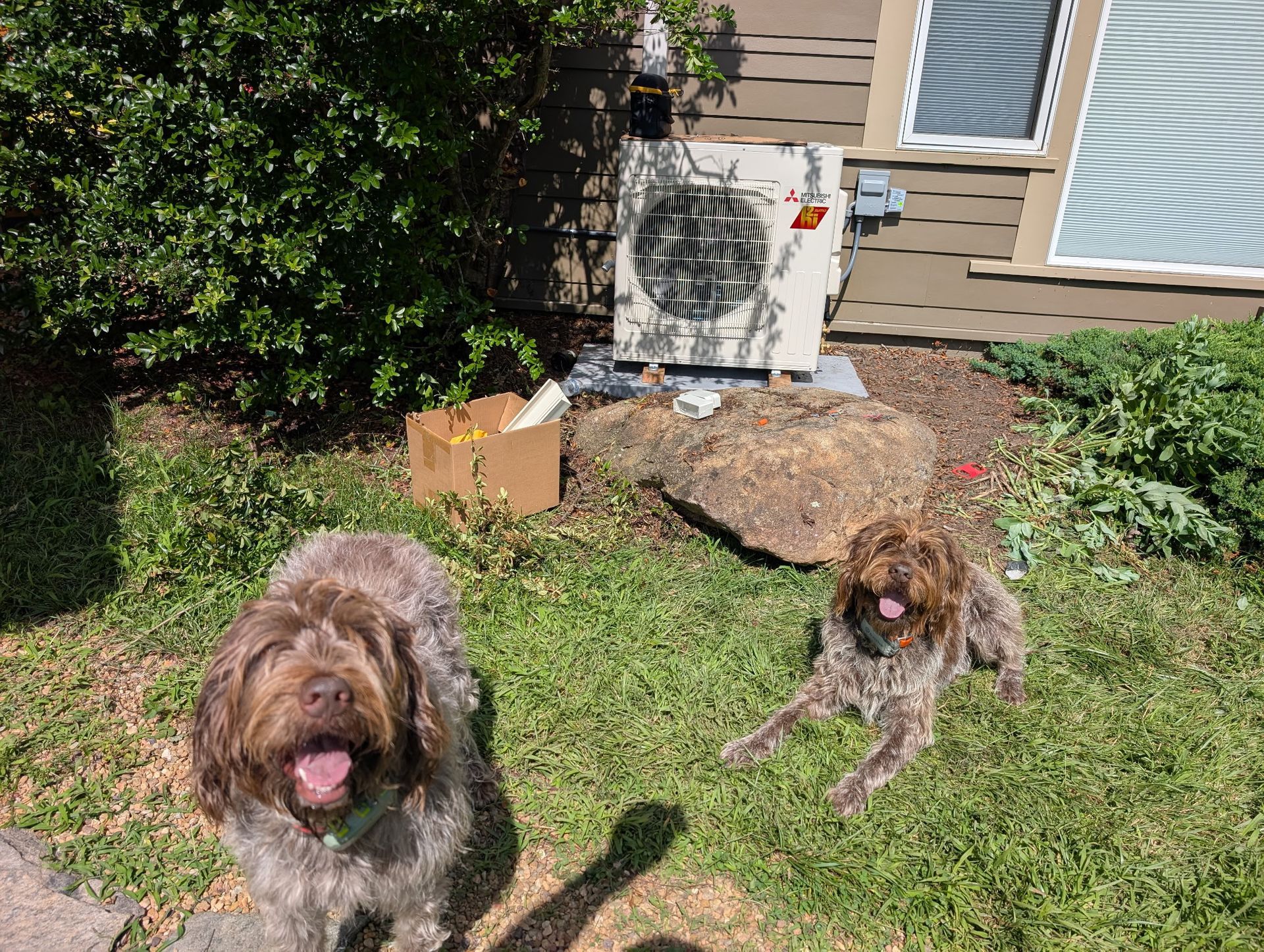 Two brown, shaggy dogs in a sunny yard with an air conditioning unit and a large rock in the background.