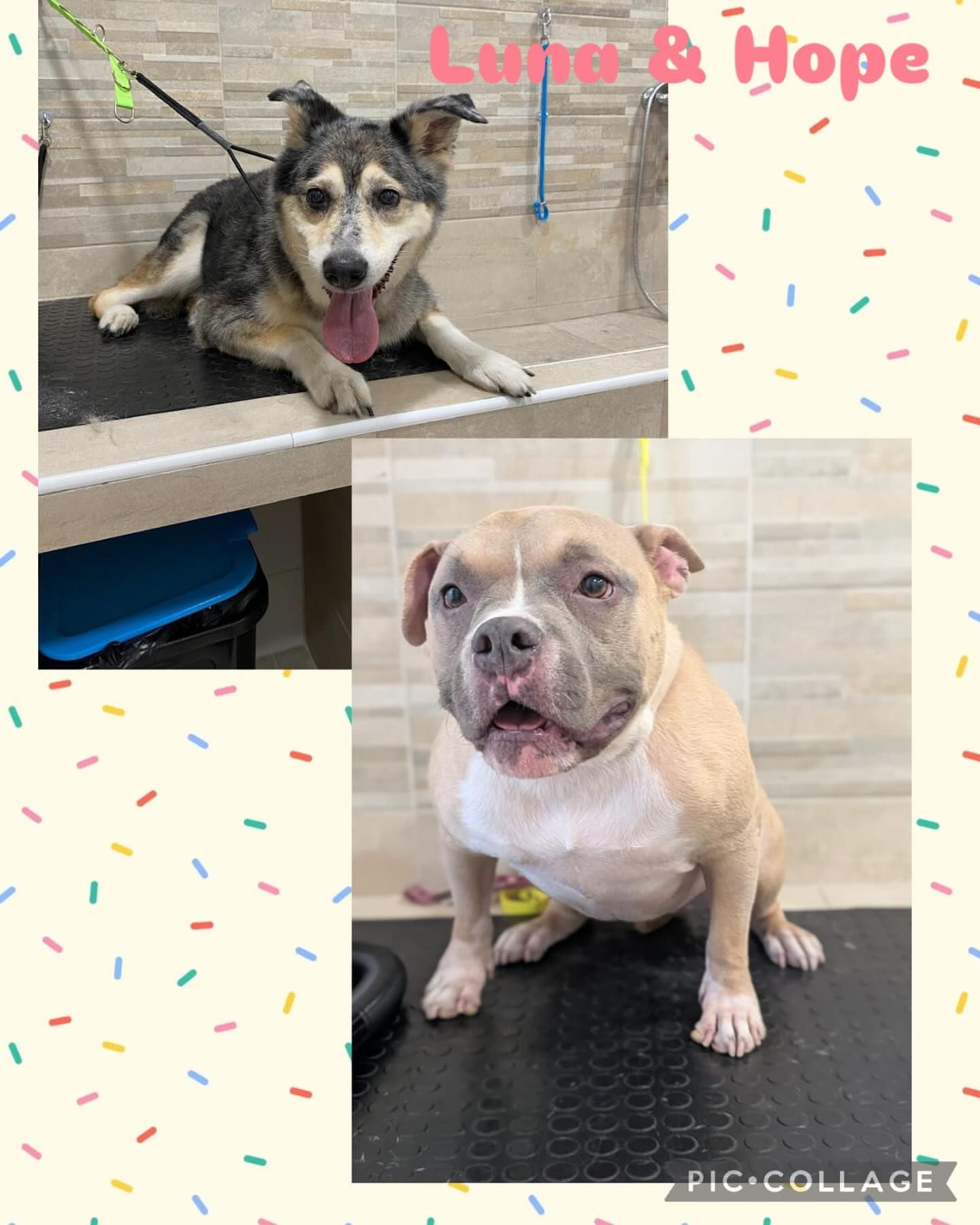 pulizia e igiene cani