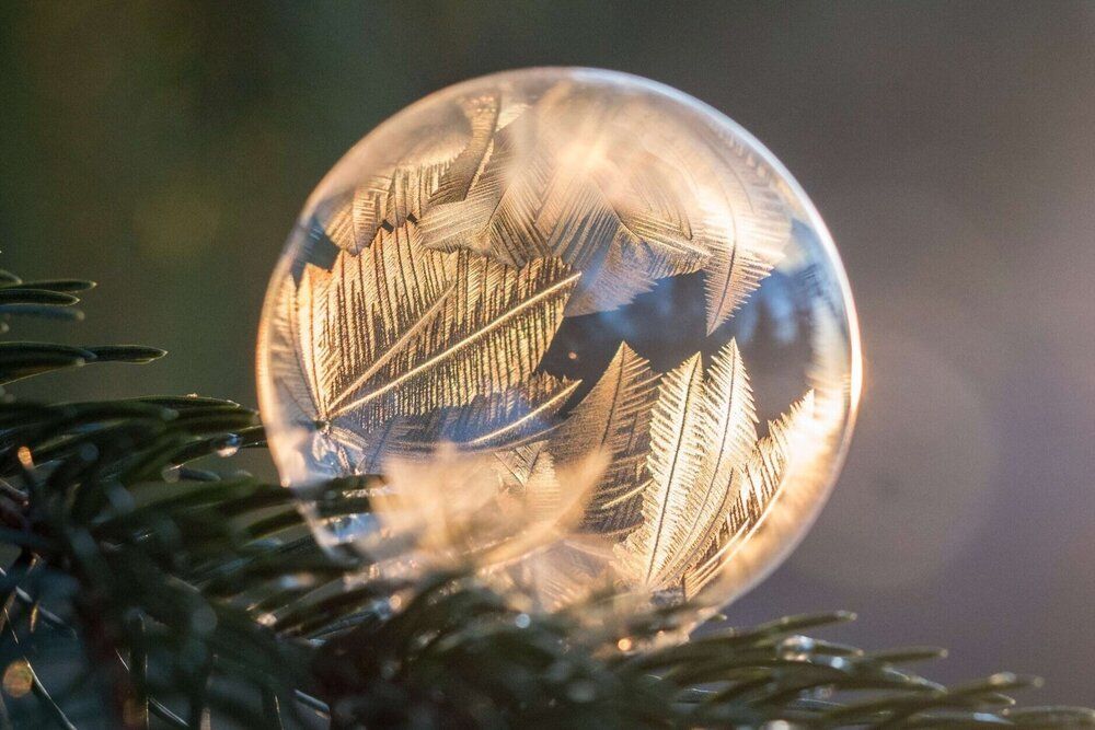 A close up of a soap bubble on a christmas tree branch.