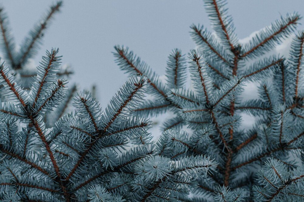 A close up of a christmas tree with snow on the branches.