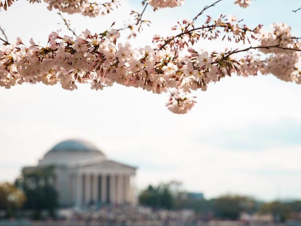 Squarespace Announcement Bar Pop Up for Your Artist Website