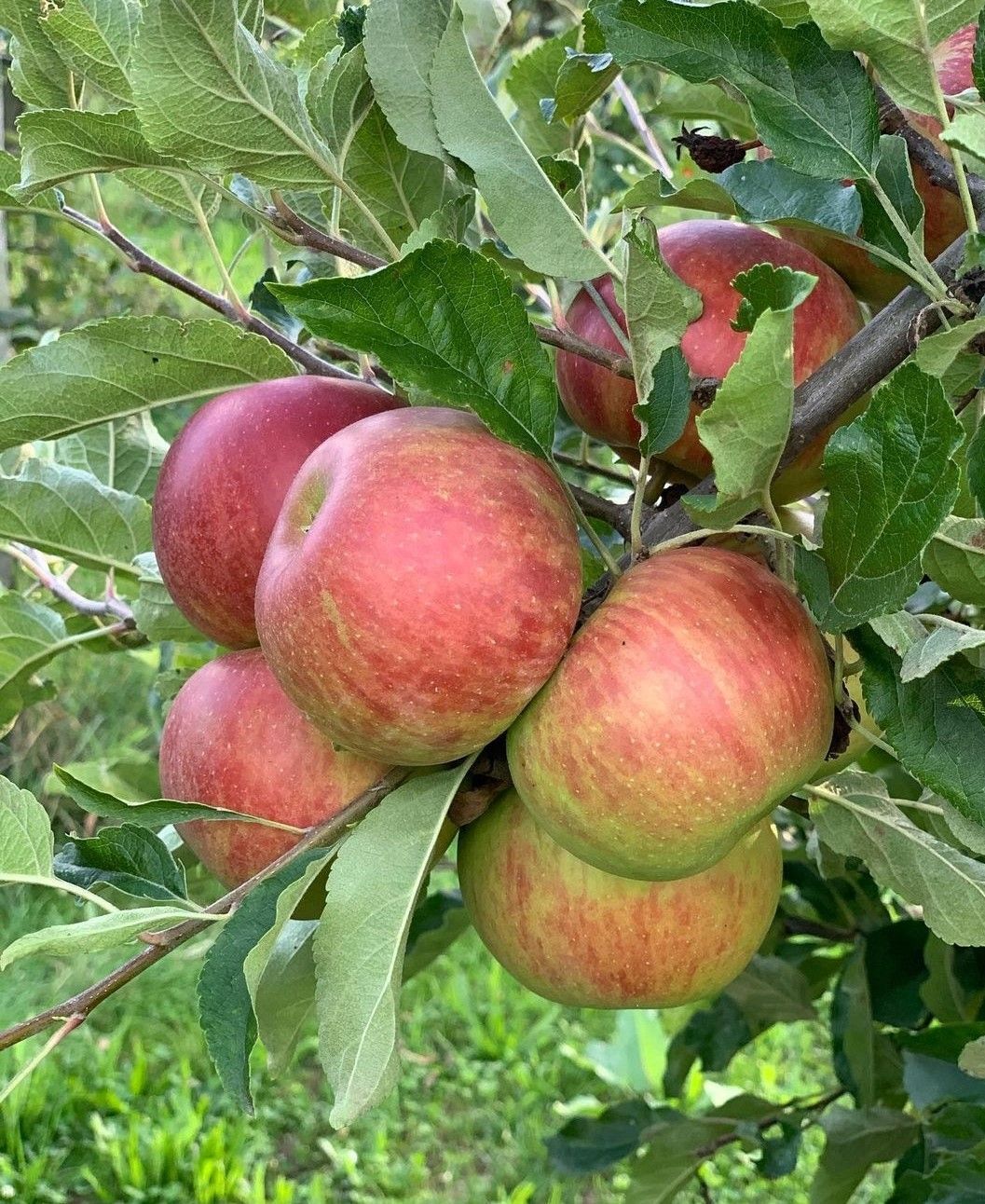 Äpfel Biolandhof Hauser Schlat