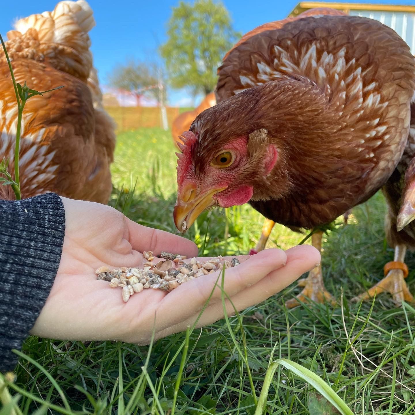 Suppenhühner Biolandhof Hauser