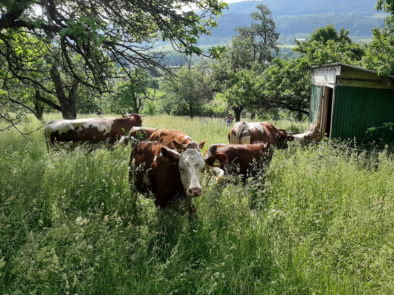 Bioland Rindfleisch Biolandhof Hauser Schlat