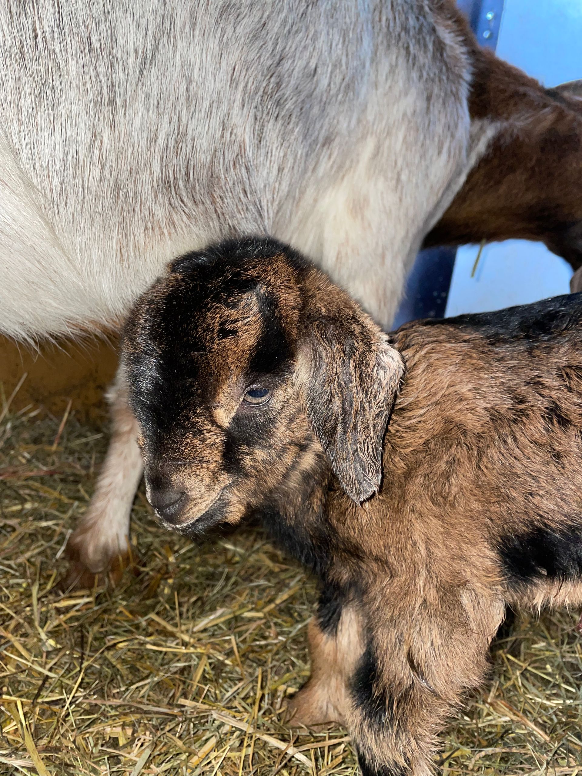 Ziegen und Schafe Biolandhof Hauser Schlat