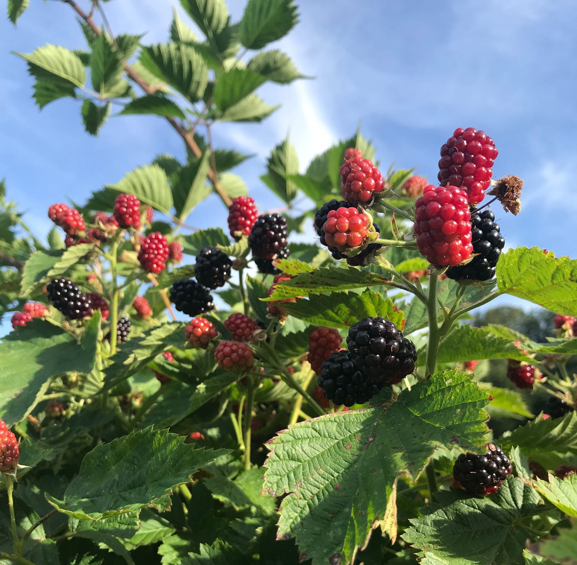Brombeeren Biolandhof Hauser