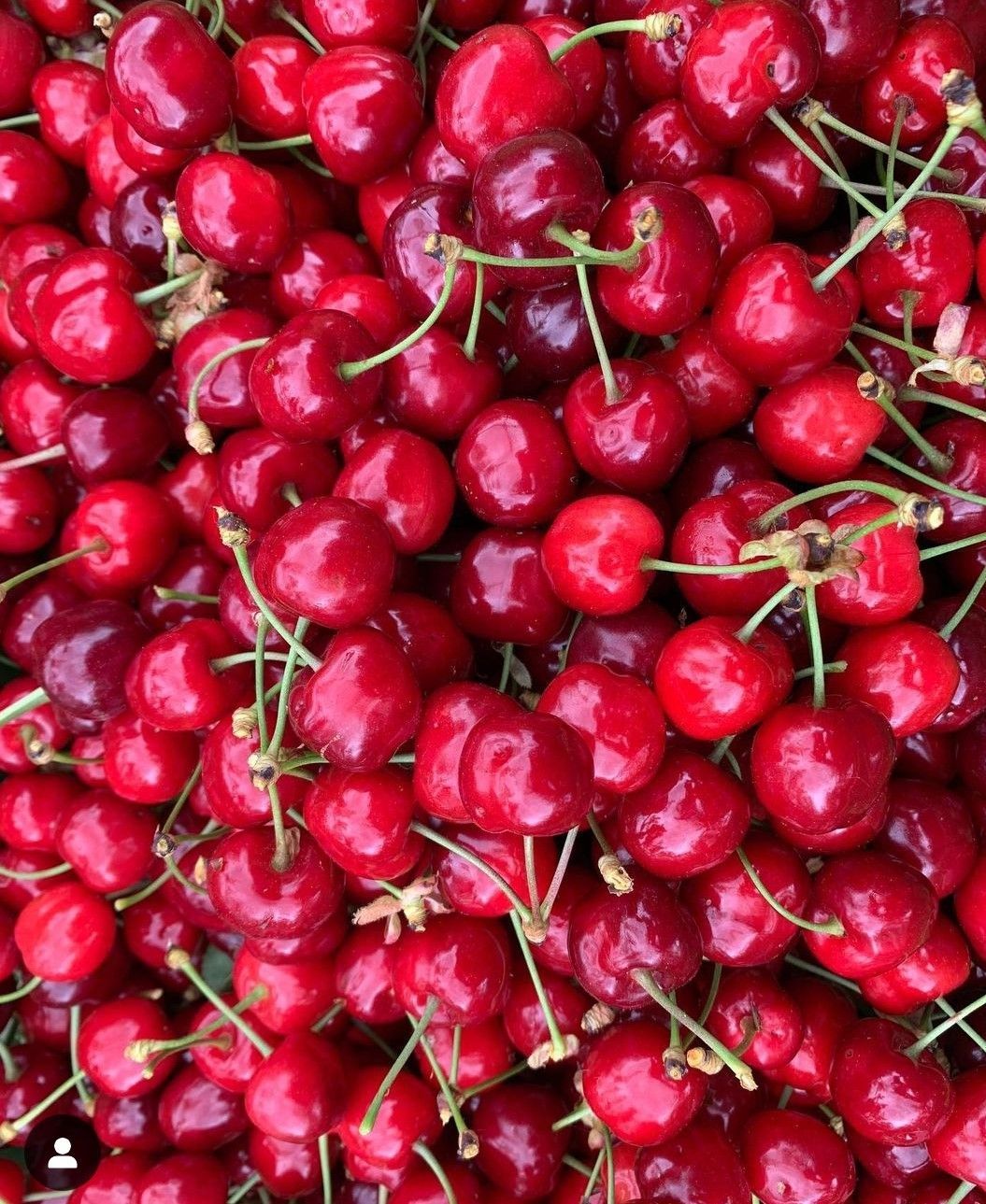 Kirschen Biolandhof Hauser Schlat