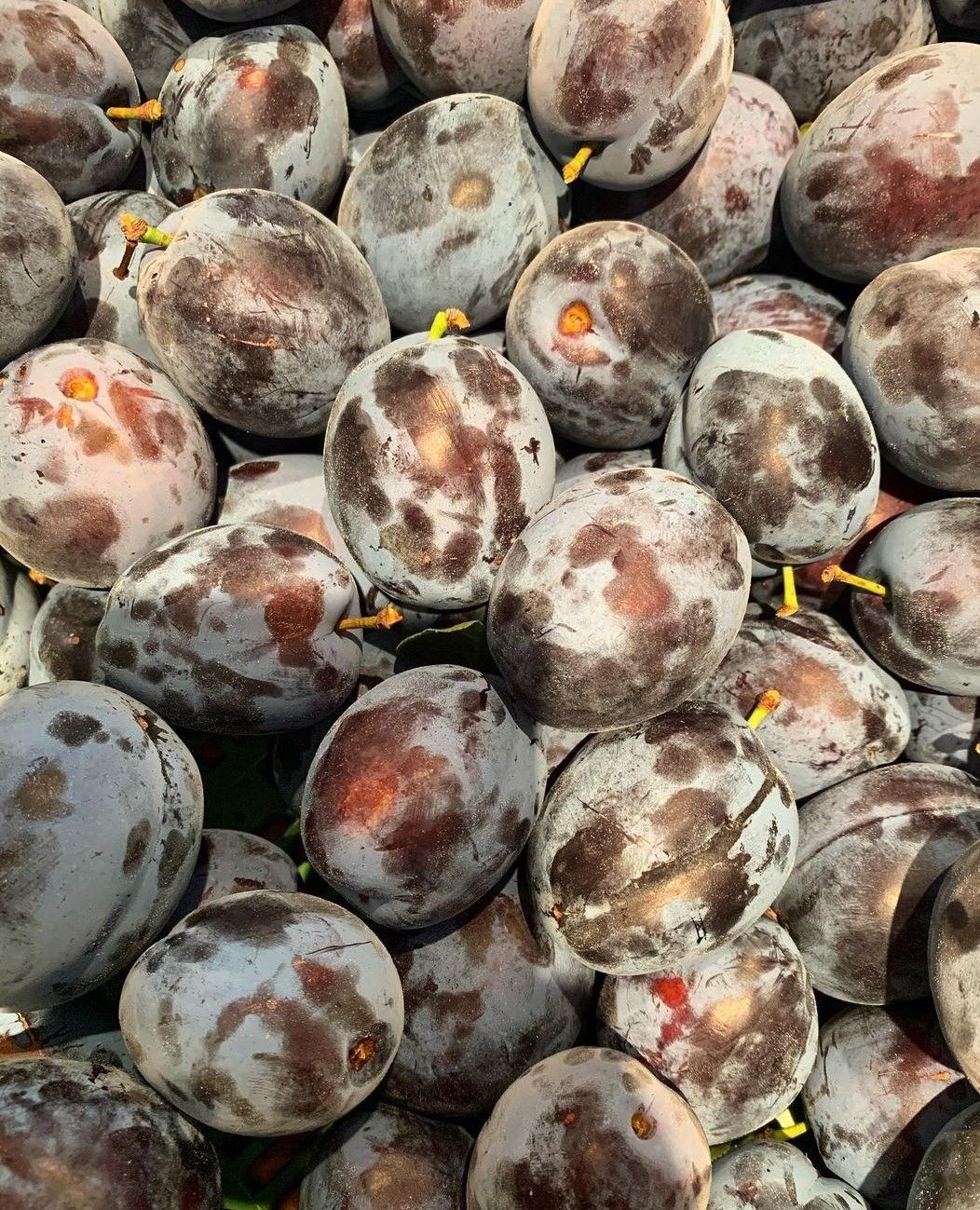 Zwetschgen Pflaumen Biolandhof Hauser