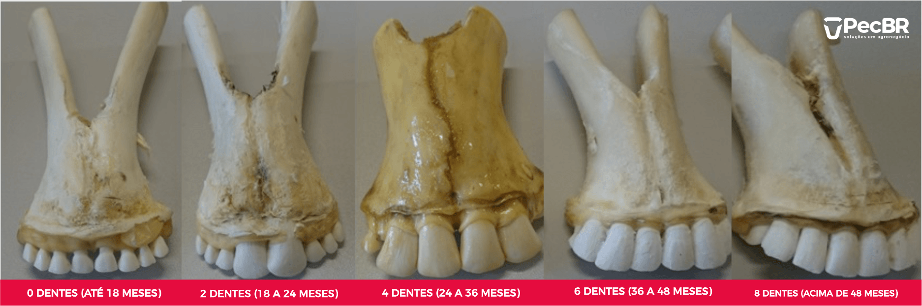 Comparativo da troca de pinças com as respectivas faixas de idade dos Zebuínos Dentição bovina