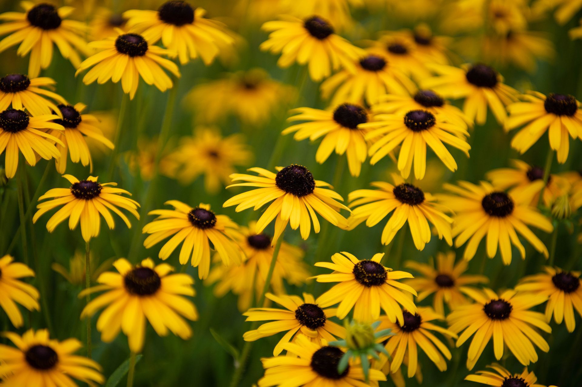 Yellow black-eyed Susans in bloom, filling the frame with dense flowers and green foliage