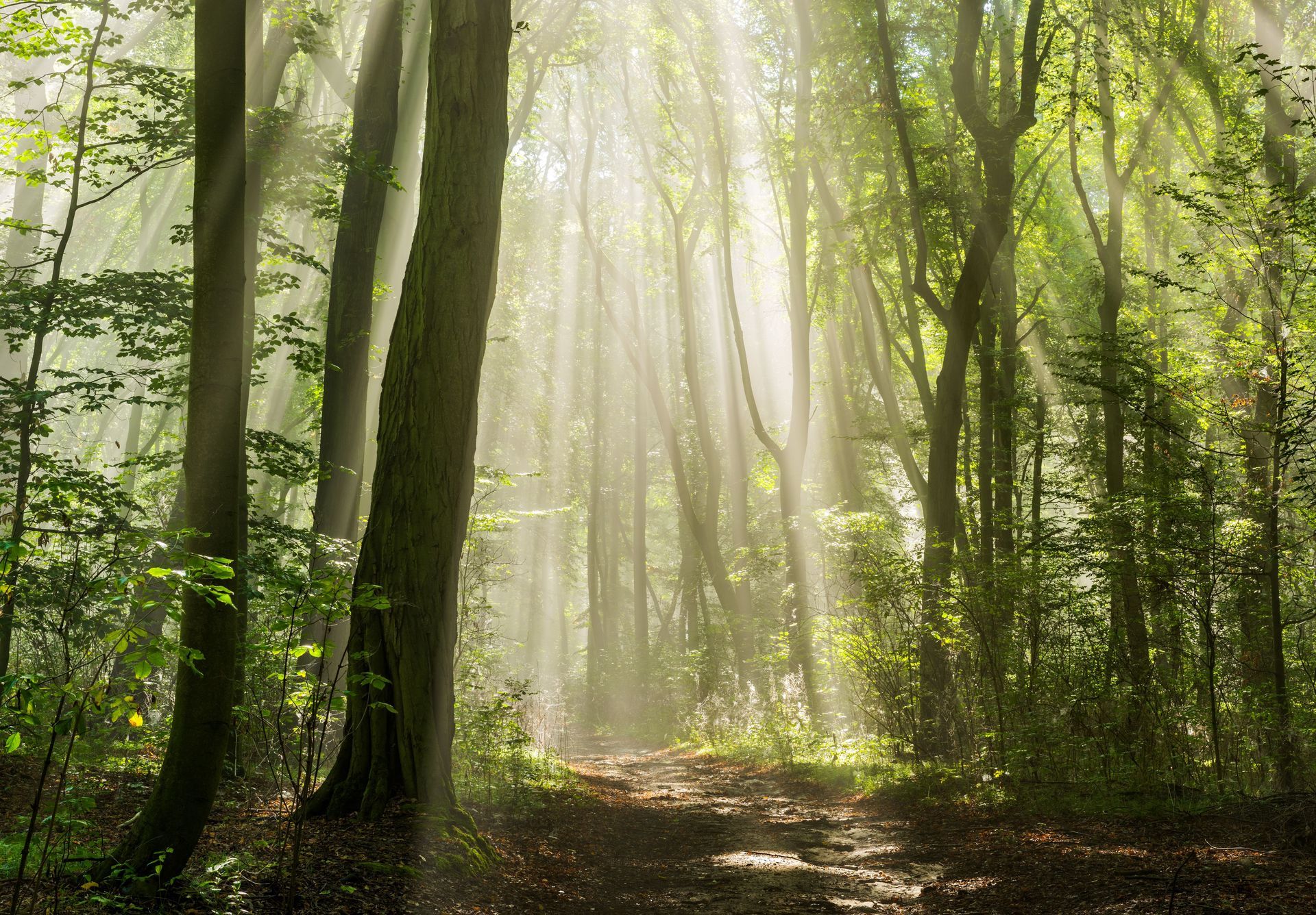 Sunlit forest path with tall trees and misty rays of light filtering through the leaves