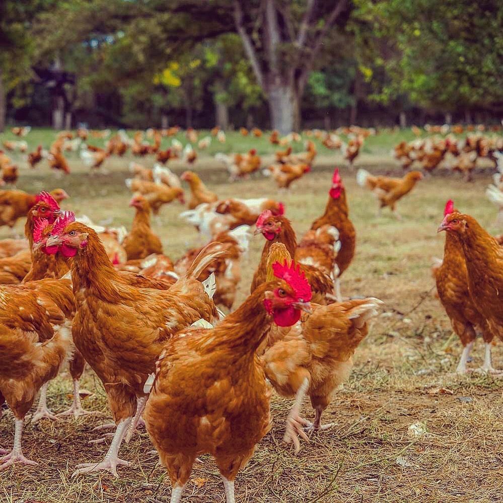Eine Herde brauner Hühner steht auf einem Feld.
