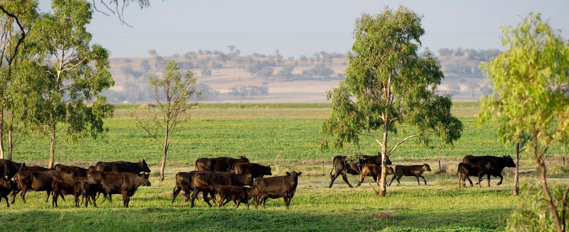 Eine Rinderherde läuft über eine Wiese.