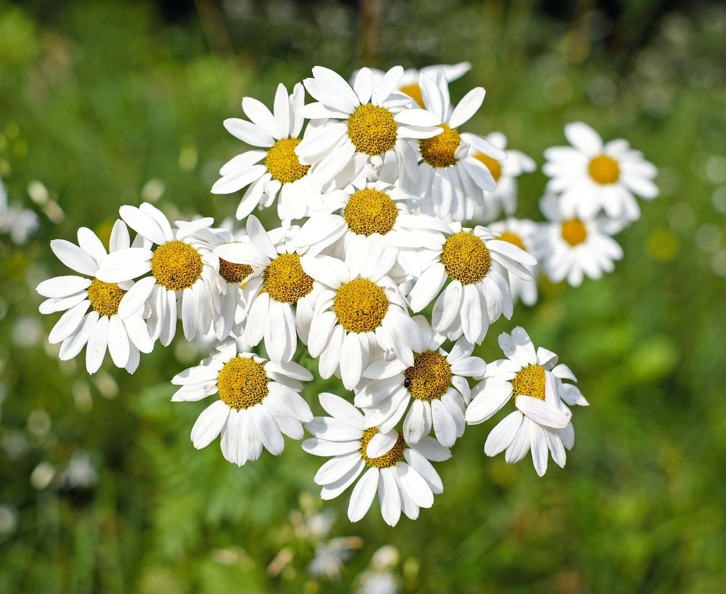 Chamomile essential oil