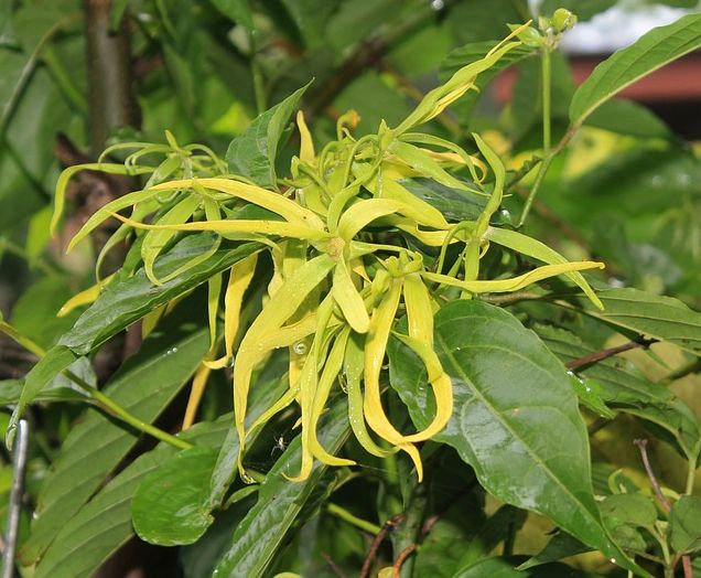 Ylang ylang essential oil