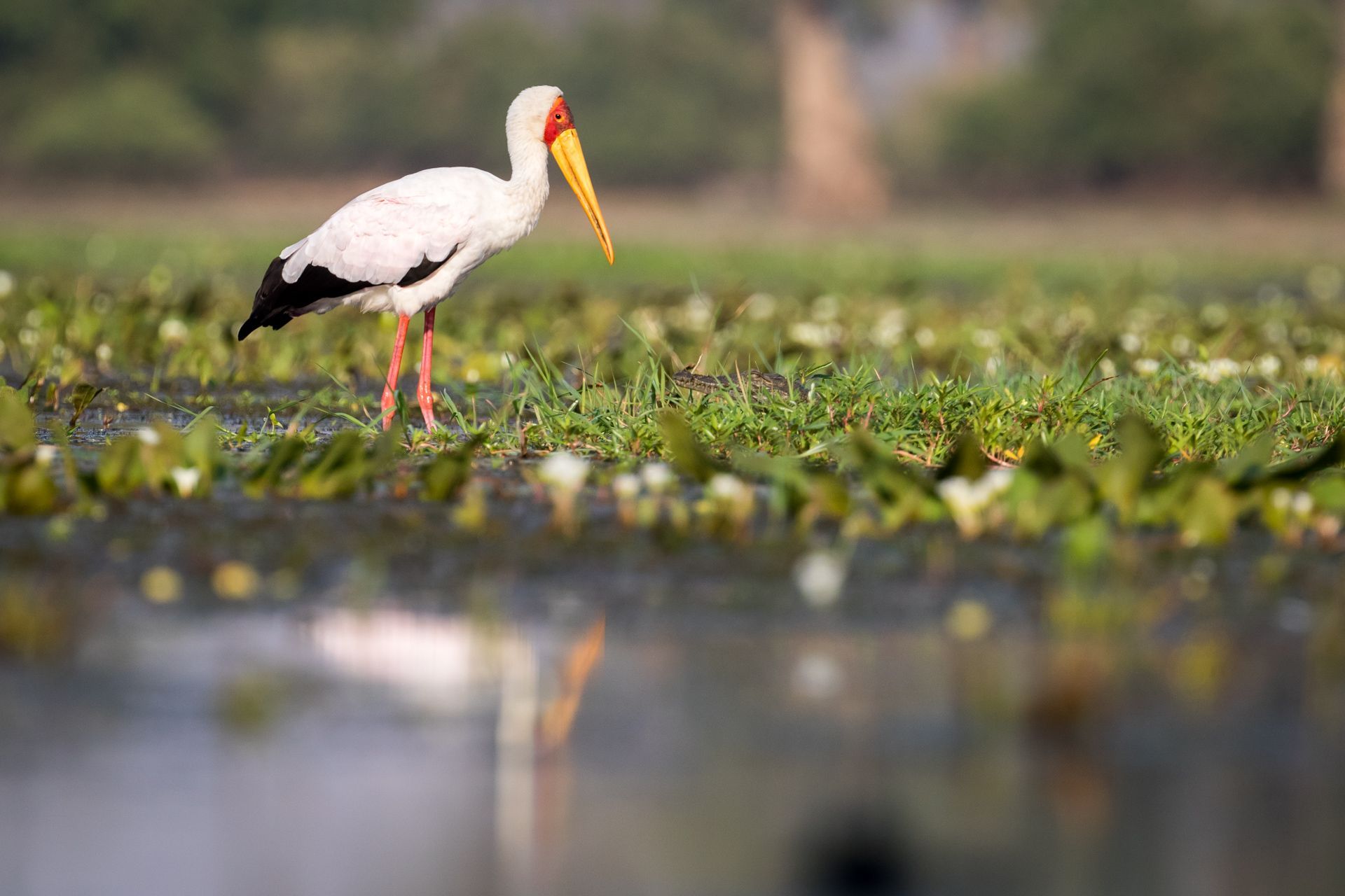 SOUTHERN AFRICA | EXPLORATIONS