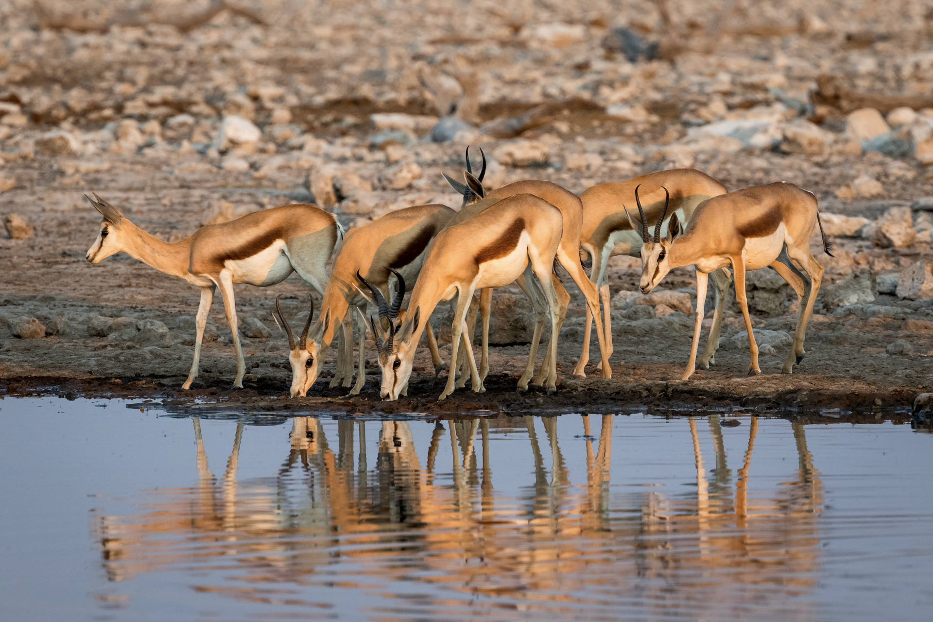 a herd of antelope drinking water from a pond