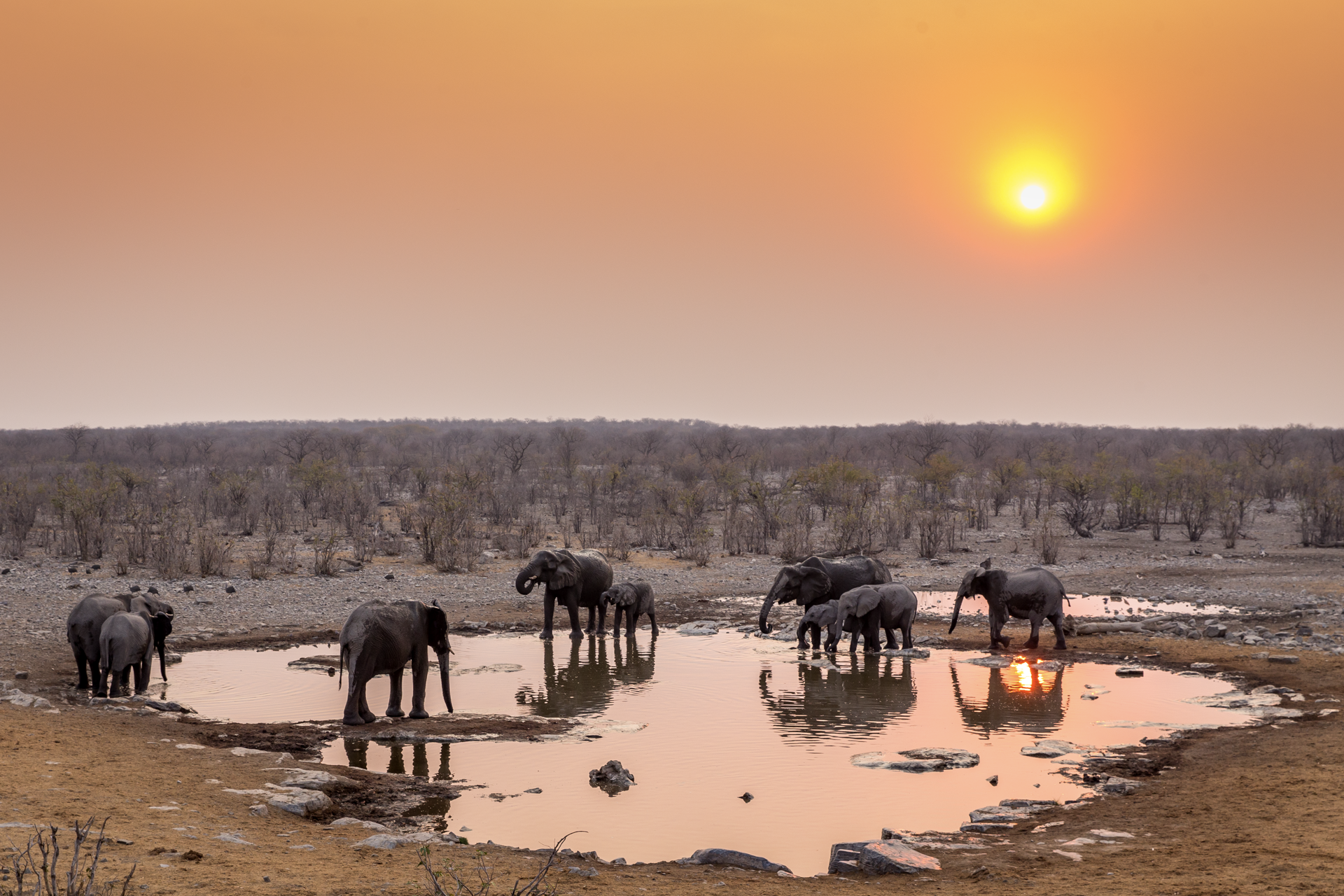a herd of elephants drinking water from a puddle at sunset