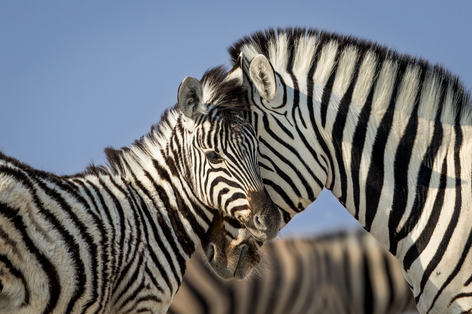 a couple of zebras standing next to each other