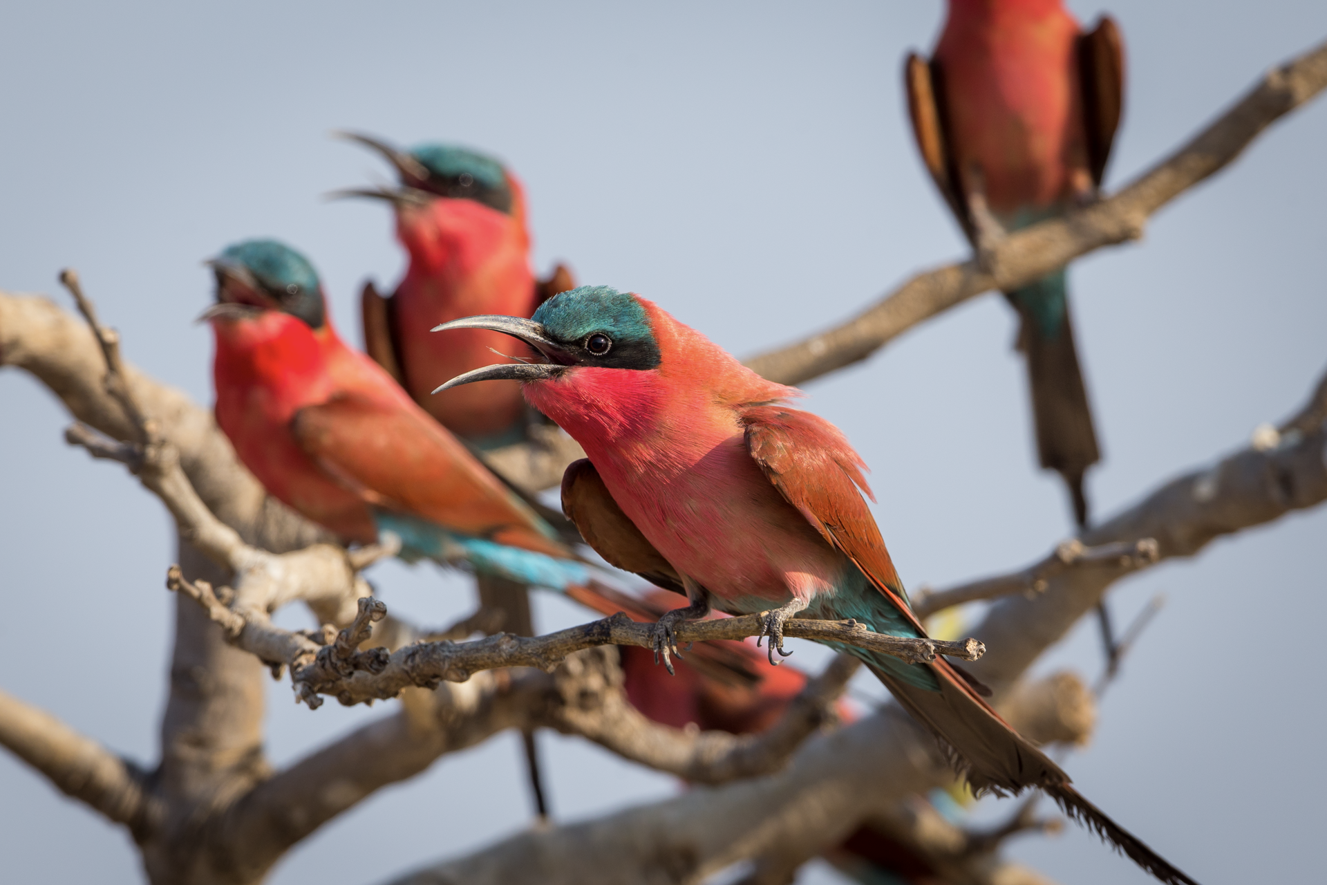 a group of colorful birds perched on a tree branch
