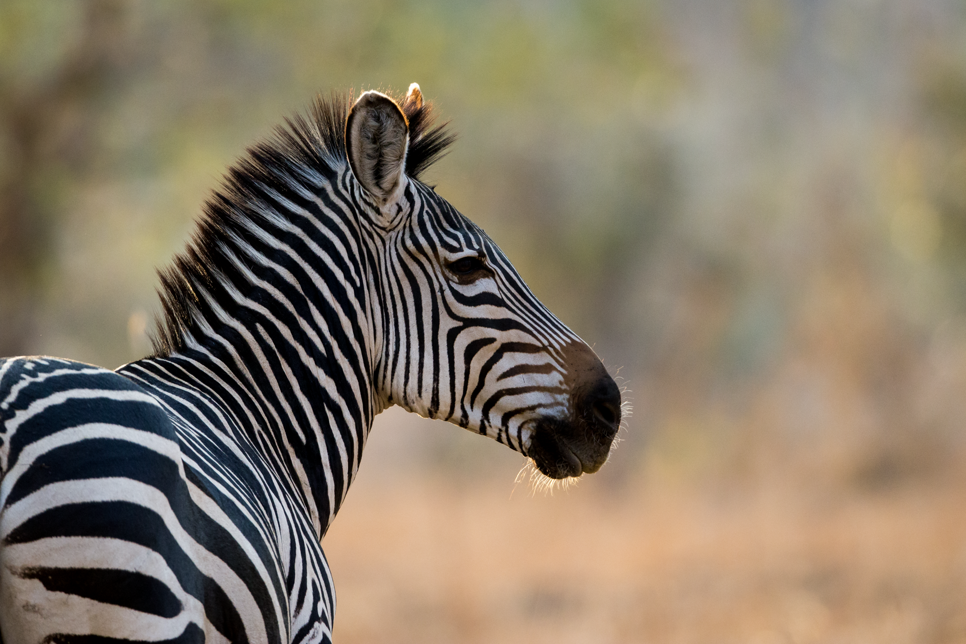 a close up of a zebra 's head and neck
