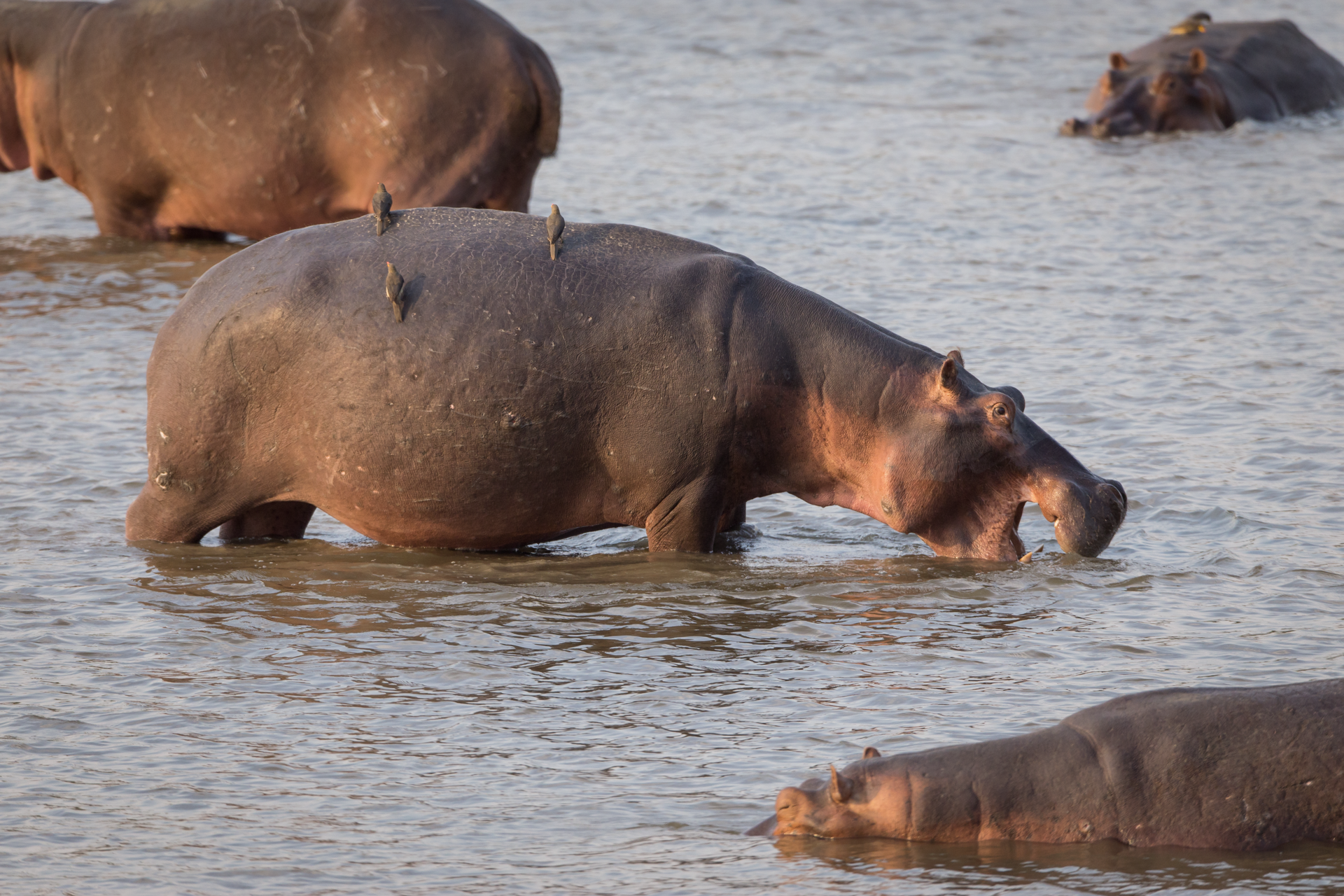 a group of hippos are swimming in a body of water
