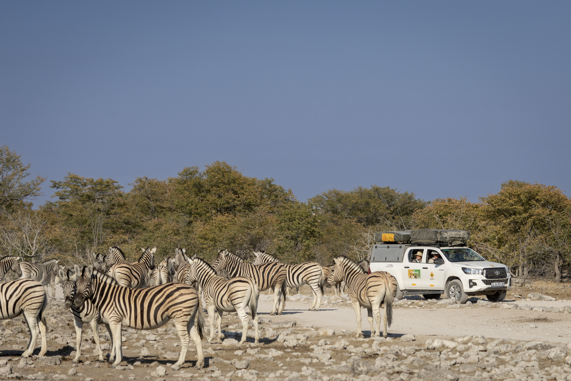 a group of zebras standing in front of a white truck that says safari