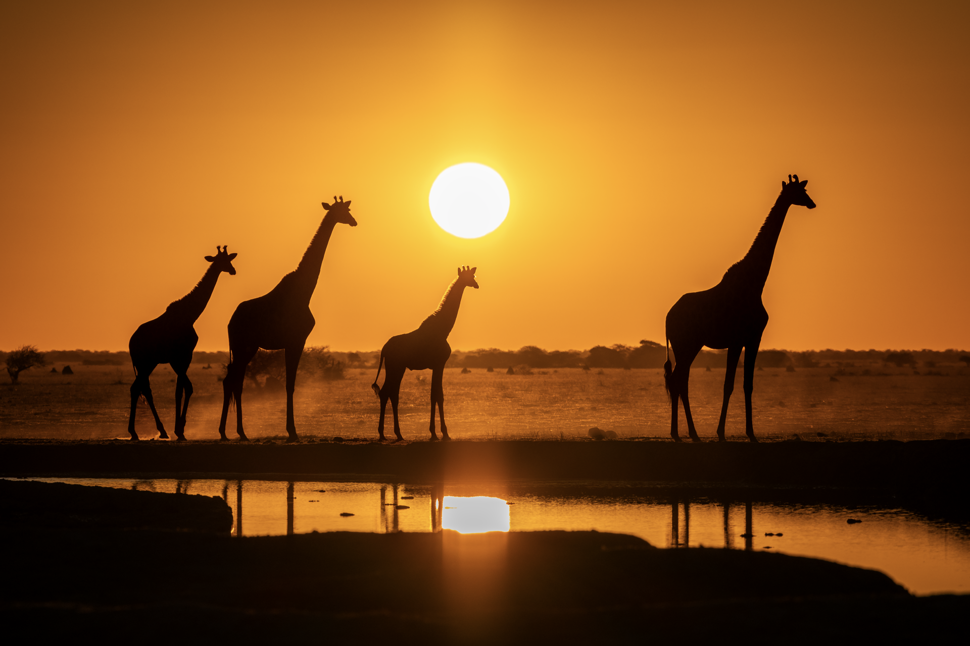 a group of giraffes standing in front of a sunset