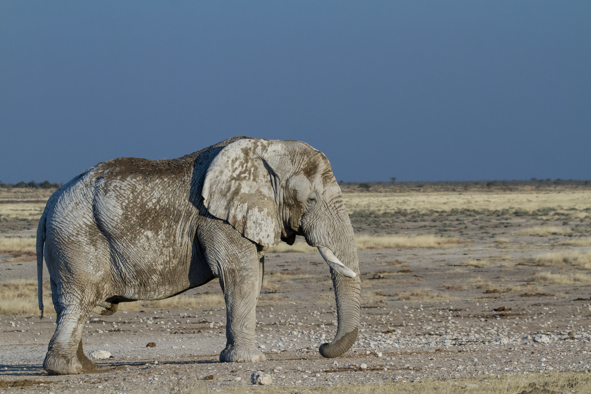 a large elephant standing in the middle of a desert